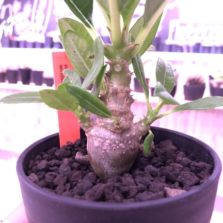 packypodium  windsorii    littmon   seed 🌱《S size》２年半株‼︎