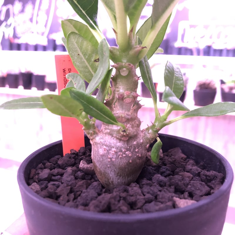 packypodium windsorii littmon seed 🌱《S si