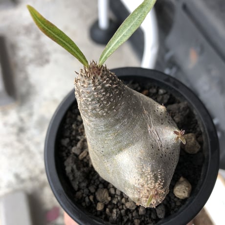 pachypodium gracilius《大きめS size》※極短枝ぼってり株※現地球発根後店主国内管理3年株※極めて短枝且つツルツル肌のぼってりトトロ樹形※mad black pot植え