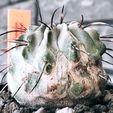 copiapoa cinerea ver.dealbata《M size》※現地球発根後店主国内管理8年株※上質黒士冠‼︎長い黒棘にwild肌質が堪らない※mad black bowl pot植え