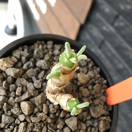 monilaria  pisiformis《大きめS size》※現地球発根後店主国内管理3年株※モニラリア属（激希少最上位種）冬型caudex※mad black bowl pot植え