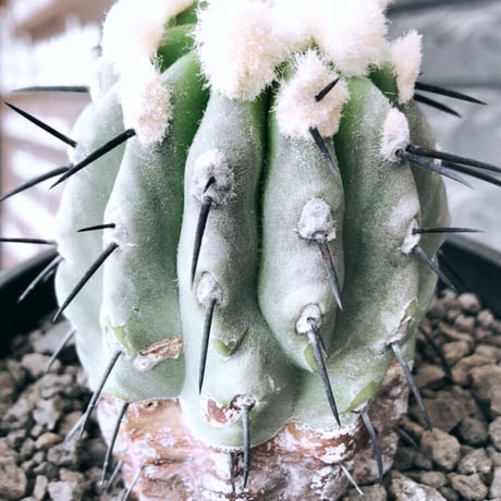 copiapoa cinerea 黒王丸《大きめM size》激希少※現地球発根後店主国内管理13年株※選抜特選株※mad black bowl pot植え