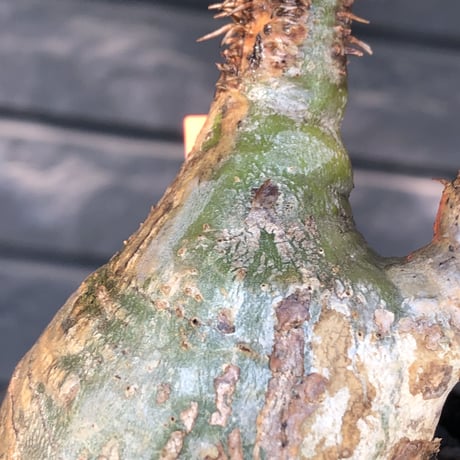 packypodium  gracilius《M size》希少green肌ニ頭枝＆半面現地焼け※現地球発根済株※店主国内管理3年株※interior性高く良き歪感※mad black pot植え