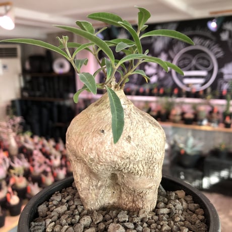 raphionacme zeyheri《M size》希少種※現地球発根済株※店主国内管理5年株※希少性も高く、ぼってり樹形且つ白肌が美しい存在感も抜群な一株※mad black pot植え