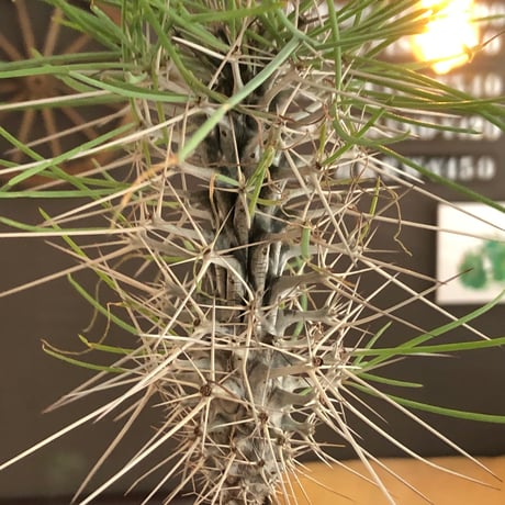 didierea  madagascariensis《大きめM size》※希少種‼︎※現地球株発根済※シルバーの棘に覆われたワイルドさと凛と涼しげに垂れ下がる葉が魅力※black  pot植え