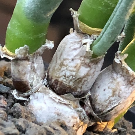 monilaria pisiformis《S size》※現地球発根後店主国内管理2年株※モニラリア属（激希少最上位種）冬型caudex※mad black pot植え