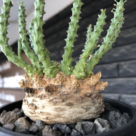 euphorbia gorgonis《XL size》big株※現地球発根後店主国内管理3年株※人気🐙タコもの‼︎美多肉質葉&木質wild塊根の二面性が魅力※mad  black  pot植え