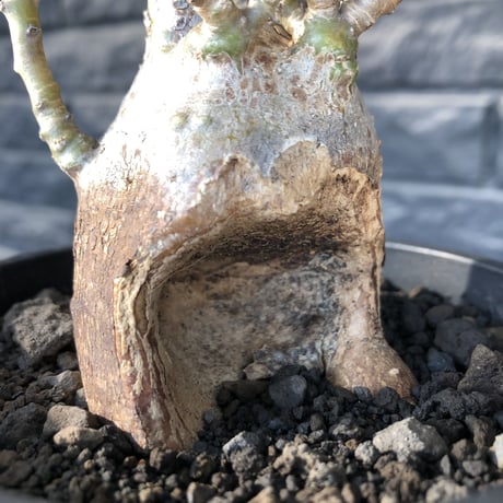 pachypodium bispinosum 《小さめM size》※現地球発根後店主国内管理3年株※生き様強く感じるエグれ球体株※mad black pot植え