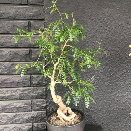 opercullicarya   decaryi  ※根上り仕立て 《店主国内管理12年目株》※年月を掛けデカリー らしく垂れ枝を上品に作り込んだ一株 ※mad black bowl pot植え