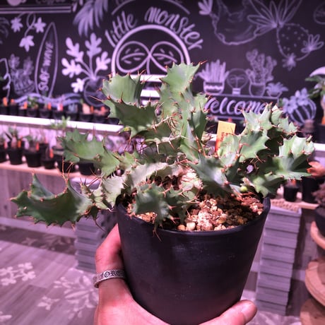 euphorbia    tortirama《M size》