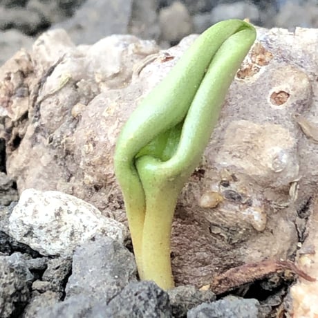 eriospermum cooperi《XL size》驚愕‼︎冬型激希少年代物大株※現地球発根後店主国内管理8年株※大変bigな塊根＆極美しい大きな葉も魅力な一株※mad black pot植え