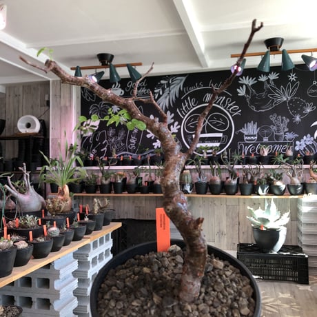 commiphora   monstrosa《 小さめM  size》※現地球発根済株※店主国内管理2年株※weight低く樹形バランス良きモンスト‼︎※black tall pot植え