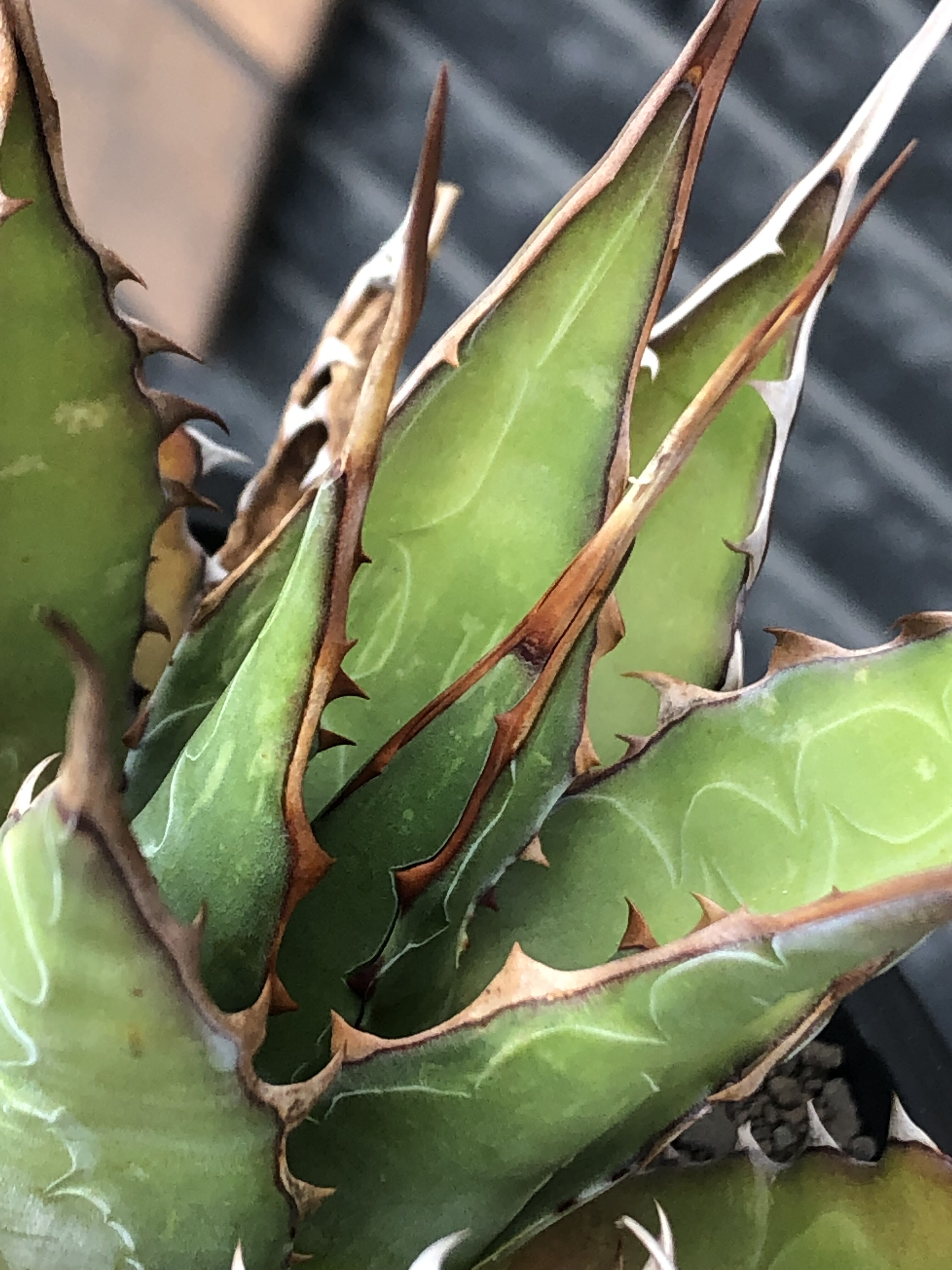 agave montana《大きめM size》※子株有り選抜株※現地球発根後店主国内