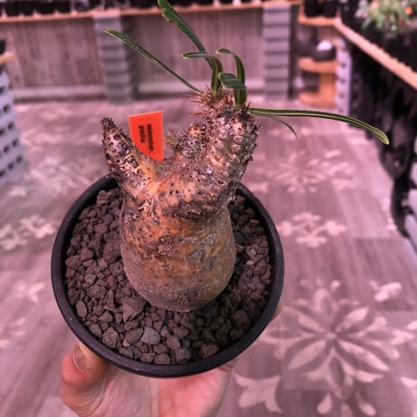 packypodium  gracilius《S  size》※現地球発根済株※堪らなく特化した驚愕株‼︎現地焼け激しいyellow-goldグラキ‼︎※mad black bowl pot植え