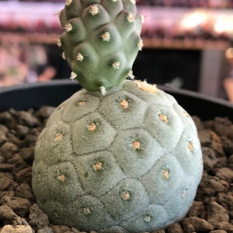 tephrocactus geometricus 《M size》※現地球株カキ仔発根済※③丸々とかわいく綺麗な玉型維持のカキ仔※black bowl pot植え