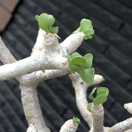 othonna  furcata《 LL size》極白肌良樹形※現地球発根後店主国内管理5年株※極美白肌且つ大きめながら大変枝振りバランスも良き一株※mad black bowl pot植え