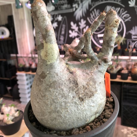 packypodium  gracilius《大きめL  size》※現地球発根済株※bigな球体樹形‼︎特化した枝振りが大変wildなぼってりグラキ‼︎選抜株※mad black pot植え