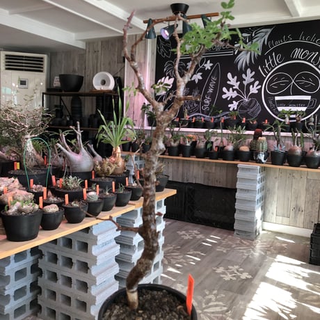 commiphora   monstrosa《 M  size》※現地球発根済株※店主国内管理3年株※weight低く枝振りも抜群な良樹形モンスト‼︎※mad black pot植え