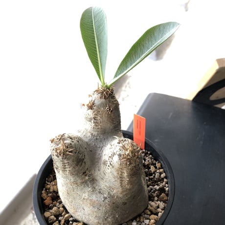 packypodium    roslatum var. eburneum（M size）※発根済み