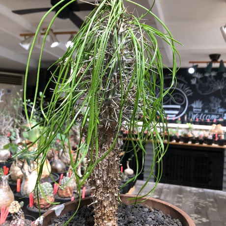 didierea madagascariensis《LL size》※現地球極太大株発根済※古木感強く垂れ下がる涼しげな葉と棘のコントラストが堪らない※brown marble bowl pot植え