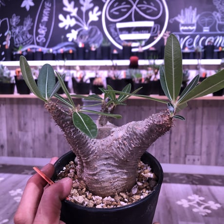 packypodium    cactipes《M size》発根済み株‼︎