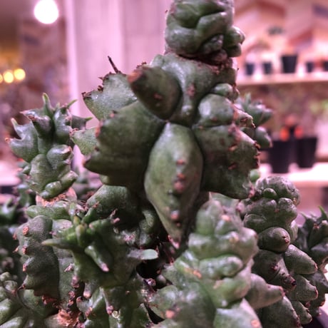 euphorbia    horrida  monst《セッカ》