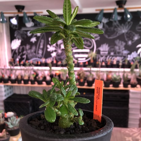 希少 dorstenia   gigas《小さめM size》littmon  seed🌱3年株※大変良き樹形balanceの将来有望ギガス‼︎※mad black pot植え