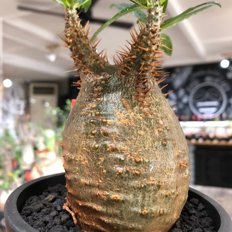 pachypodium makayense《M size》※現地球株発根済※唯一無二！極めてマカイらしからぬぼってり良樹形（green肌）※black pot植え