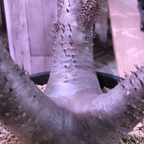 packypodium  roslatum  var.horombense《L L size》※発根済み株