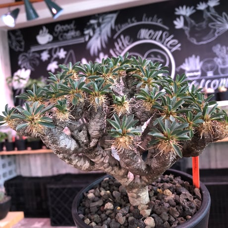 euphorbia  guillauminiana《L size》※現地球発根済株※細枝多数のwildさ繊細さ＆美しさの二面性持つ現地球株らしさ全開株※mad black pot植え