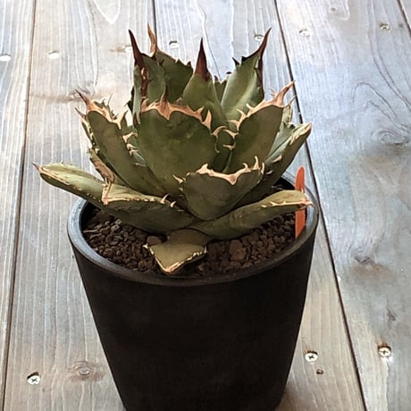agave     titanota《M size》