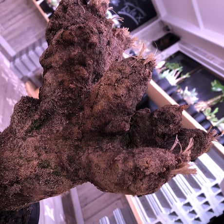 Xerophyta   Trichophylla《L L size》発根済み株   芽吹き待ち