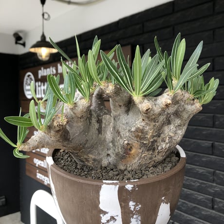 pachypodium brevicalyx 《XL size》※現地球株発根済※bigサイズ‼︎低重心半端なき枝振りも堪らない※brown marble bowl pot植え