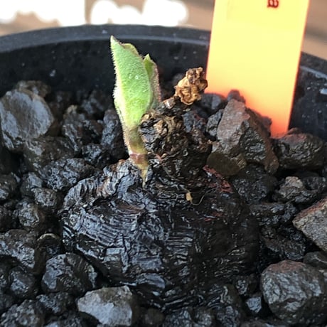 cyphostemma adenocaule《 S size》※現地球発根後店主国内管理2年株※希少種‼︎小振りでも黒味が強く味深き表皮を持つ一株※mad black pot植え