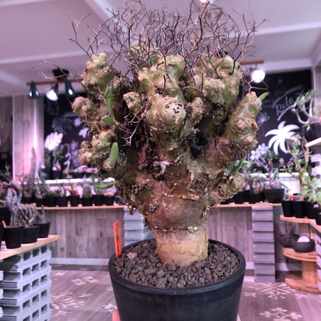 tylecodon    reticulatus《L L size》現地球発根済株※店主国内管理4年株※ヤバいほど太過ぎる株元に網目状な針の装い‼︎impact絶大※mad black pot植え
