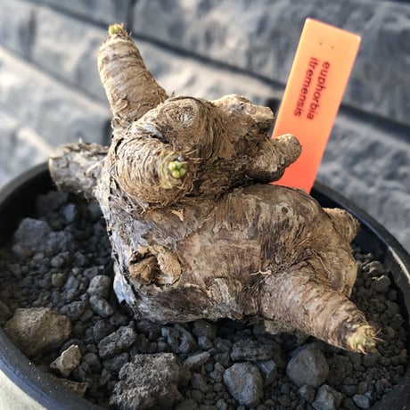 euphorbia  itremensis 《L size》※現地球発根後店主国内管理5年株※極太塊根を持ちweight低く大変将来有望な良樹形※mad black bowl pot植え