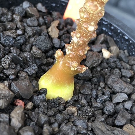 希少‼︎ dorstenia   gigas《大きめS size》littmon  seed🌱（実生株）※今季成長&枝振りに期待できる将来有望人気者ギガス※mad black pot植え