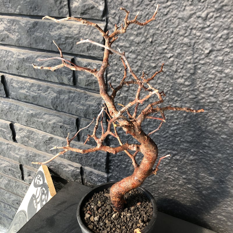 コミフォラ モンストローサ 大株 太株 美樹形 塊根植物 コミフォラ