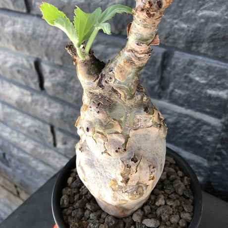 cyphostemma betiforme《 L size》※現地球発根後店主国内管理10年株※希少‼︎太く特化したボコボコ樹形でインテリア性高く今や流通極少な大株となり渾身の一株※鉄鉢植え