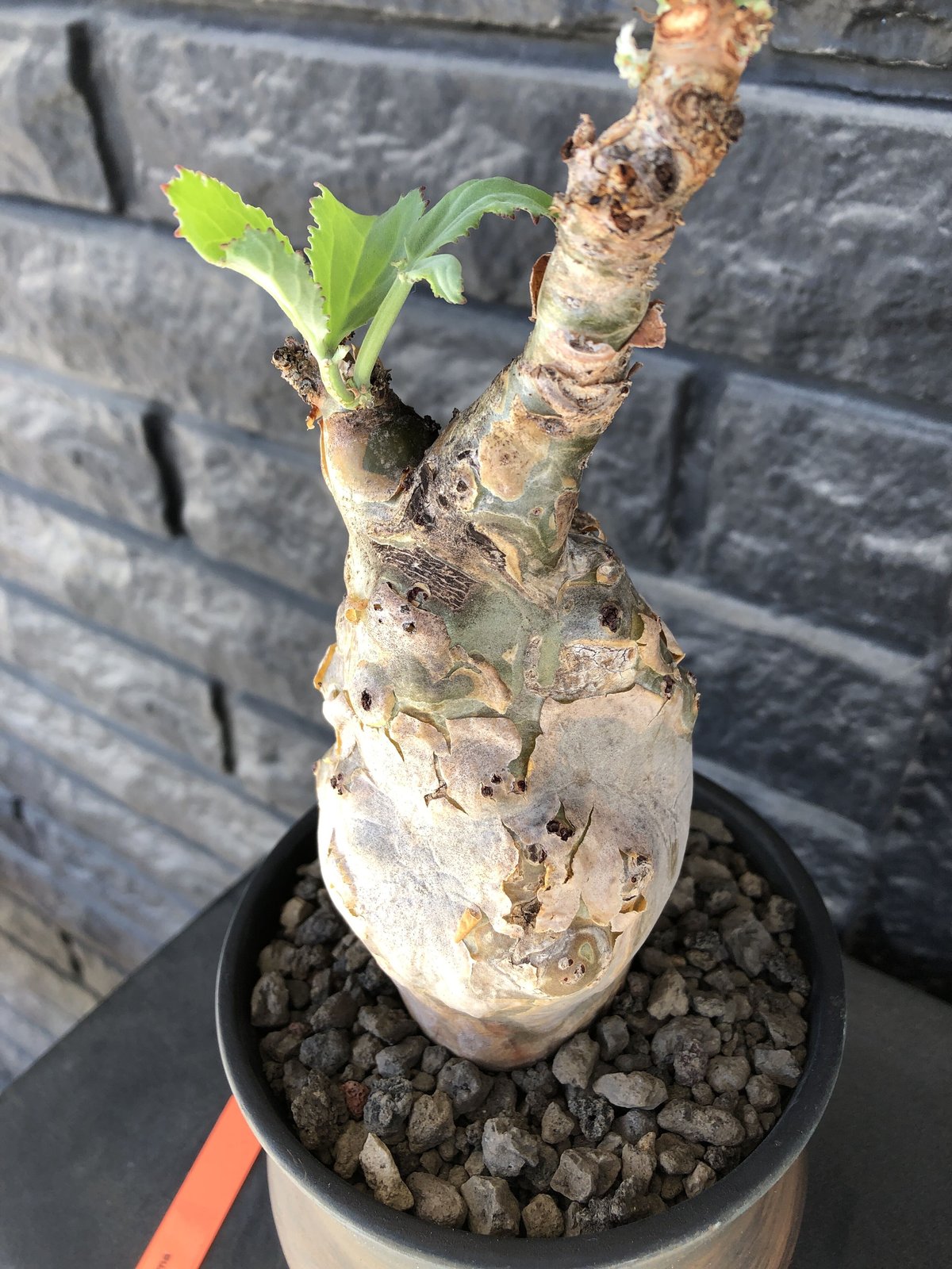 キフォステンマモンタグナッキー現地球発根済