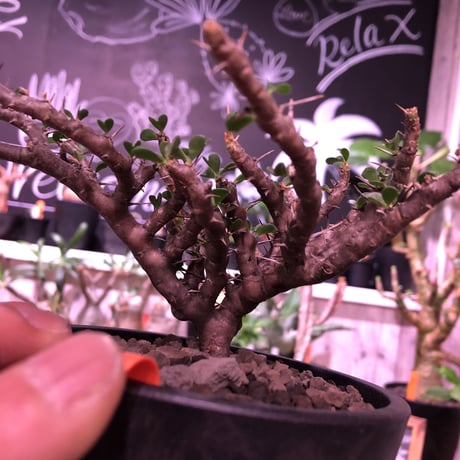 sarcocaulon  vanderietiae《M size》※現地球発根済‼︎※サルコカウロン希少夏型※店主国内管理３年株‼︎※大変wildな枝振り‼︎※mad  black  pot植え