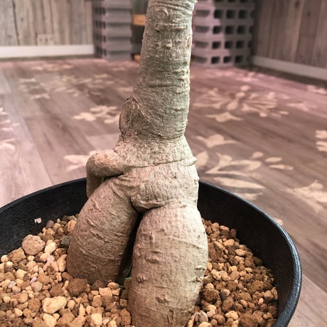 uncarina   roeoesliana  《L size》