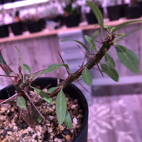fouquieria  purpusii《M size》balance良き人気プルプシー