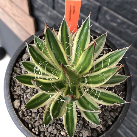 agave filifera ssp.schidigera班入り《大きめM size》※現地球発根後店主国内管理2年株※ボリューム感&美しさ&締まり良き一株※mad black bowl pot植え