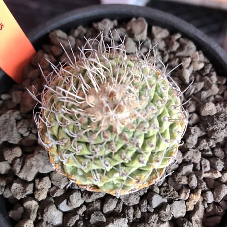 strombocactus 菊水《M size》希少‼︎現地球発根済株※店主国内管理8年株※激希少株の上、美しい樹形で堪らない良きサイズ感‼︎※mad black bowl pot植え