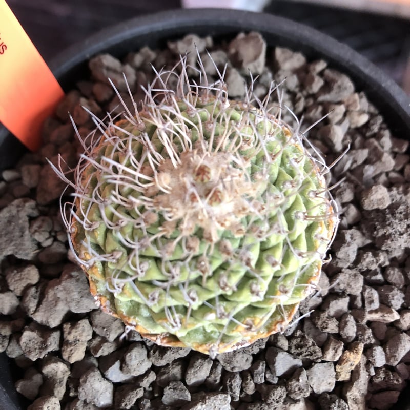 strombocactus 菊水《M size》希少‼︎現地球発根済株※店主国内
