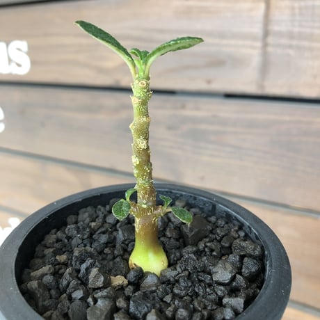 希少‼︎ dorstenia   gigas《大きめS size》littmon  seed🌱（実生株）※今季成長&枝振りに期待できる将来有望人気者ギガス※mad black pot植え