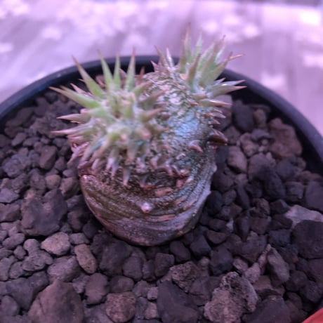 packypodium densicaule恵比寿大黒　black肌‼︎littmon  seed🌱《S size》※black肌が堪らない大黒‼︎※mad black bowl pot植え