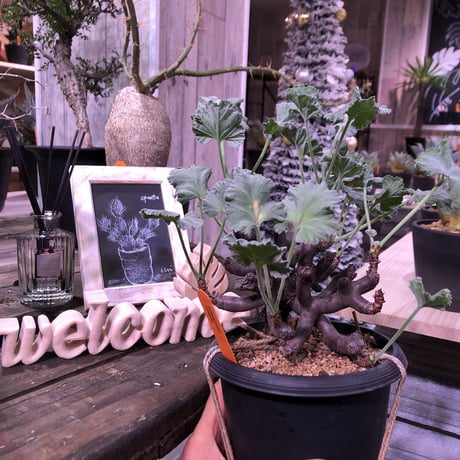 pelargonium  mirabile