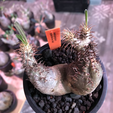packypodium  gracilius《 大きめS  size》W-he'd※現地球発根済※左右アシンメトリーなwild二分頭グラキ‼︎可愛さとの二面性感じる一株※mad black pot植え